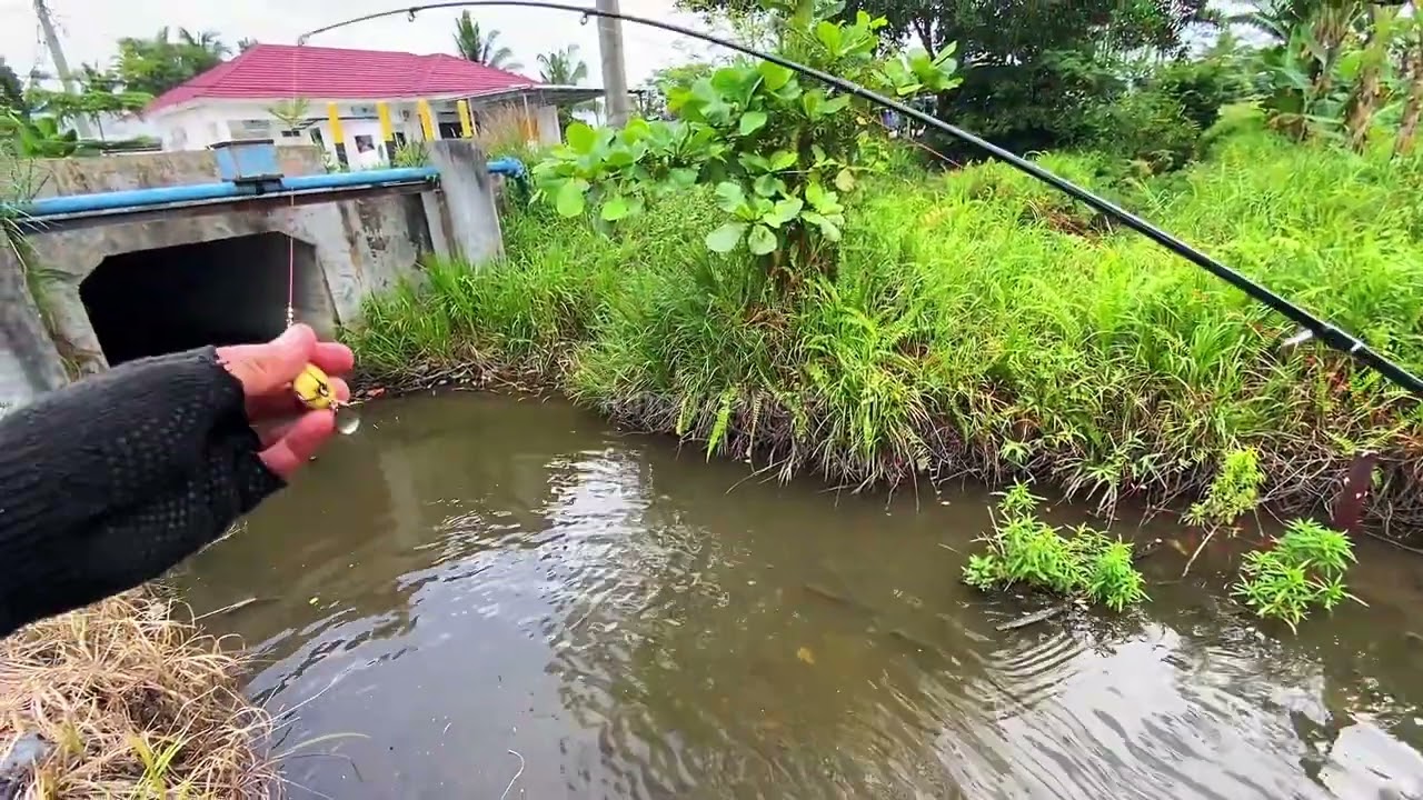 Casting gabus di selokan //memang mantap🔥