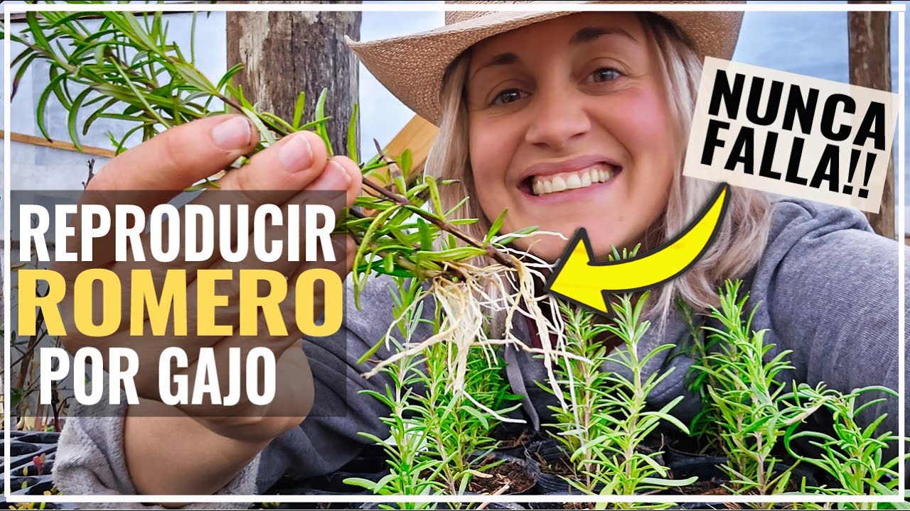 🌿Reproducir el ROMERO de manera infalible!! Así, nunca falla!  suuuper Rápido y fácil! 💪😊