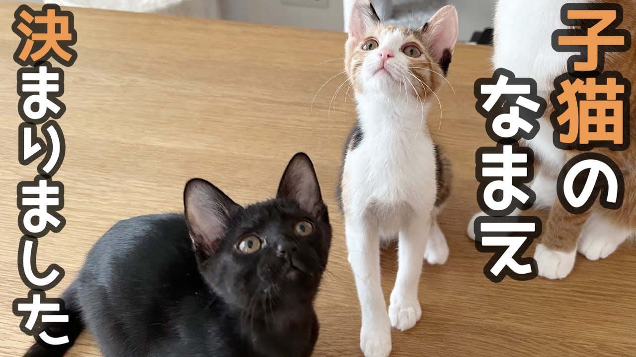 子猫の名前発表！ぶり親分が素敵な名前を決めてくれました。