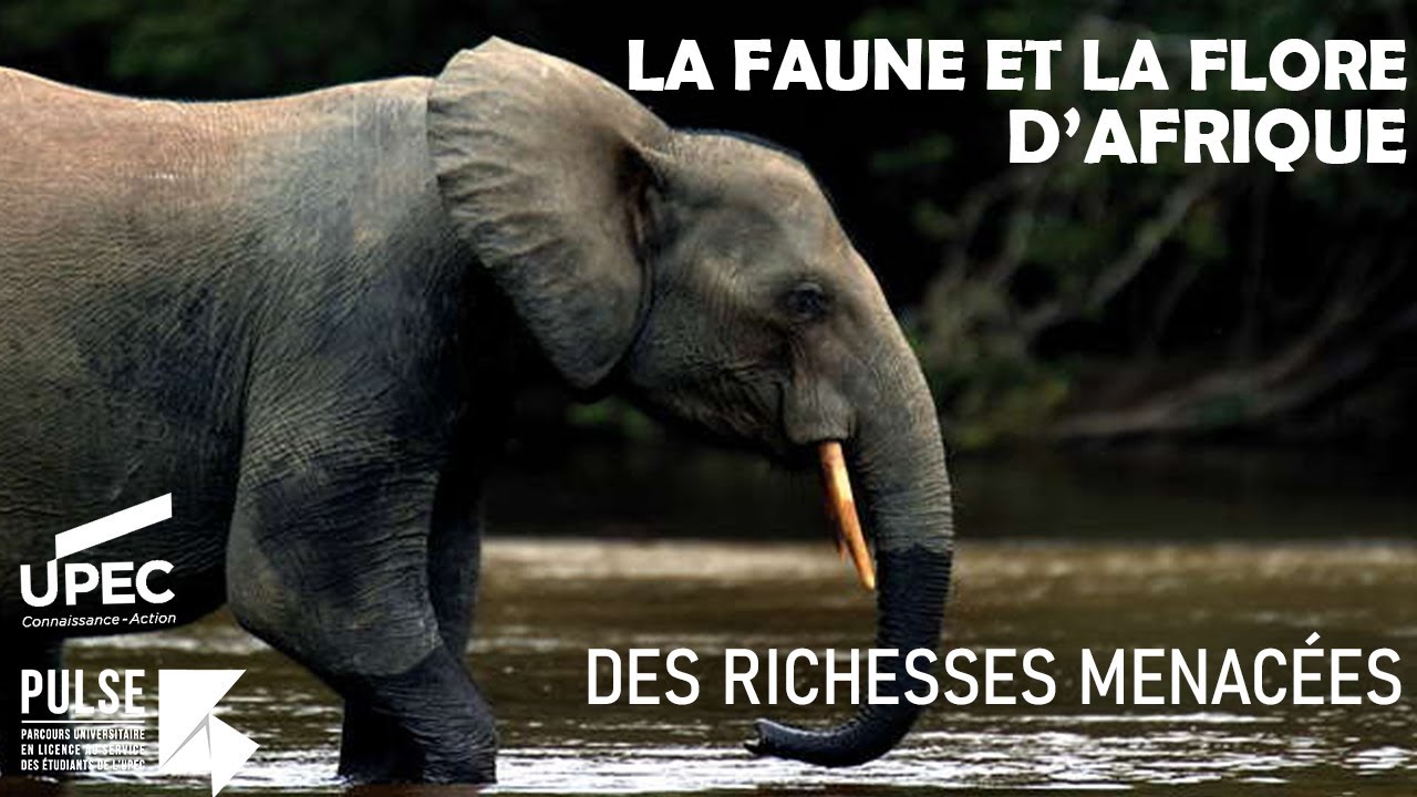 La faune et la flore d'Afrique : des richesses menacées