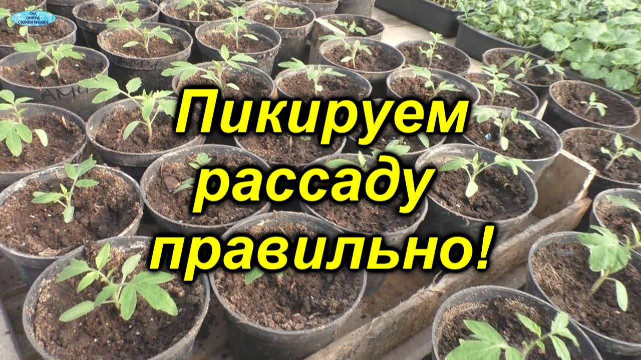 Как правильно пикировать томаты - все тонкости и нюансы! Когда и как нужно пикировать рассаду.