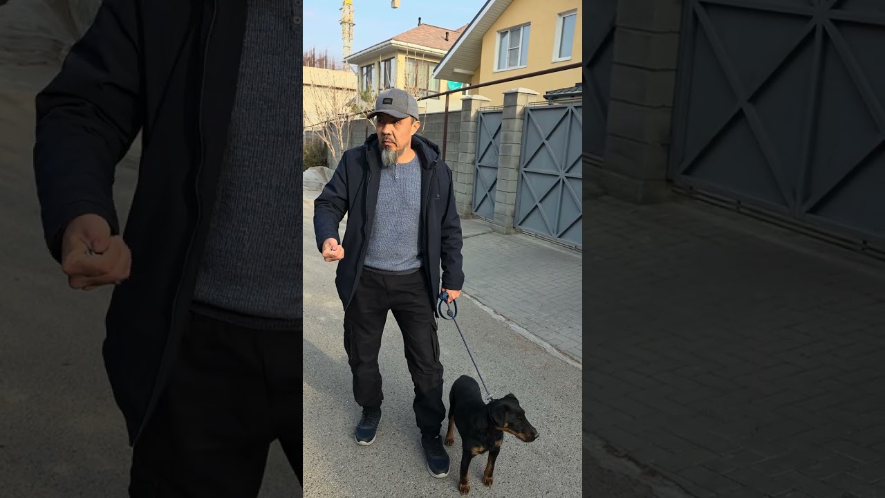 Ягд терьер 7 мес.