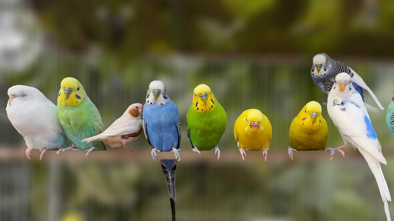 8 Hours of Happy Budgie Noise 🐤 Mango & Chutney