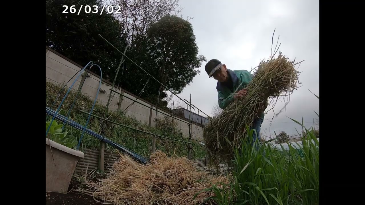 【畑 de Vlog】260302「波板栽培備えて麥藁を撤去し・・・・」