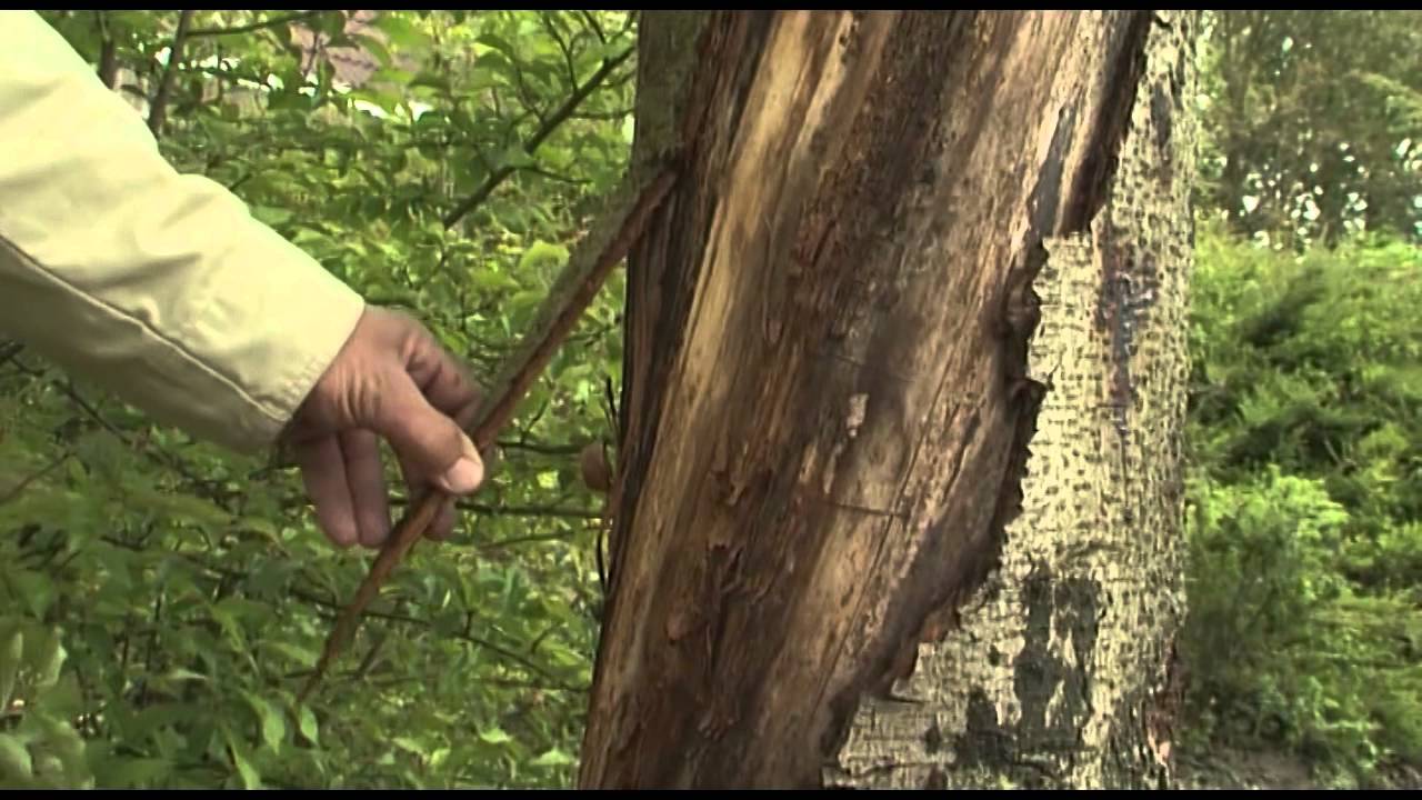 Kastanjeziekte paardenkastanjebomen