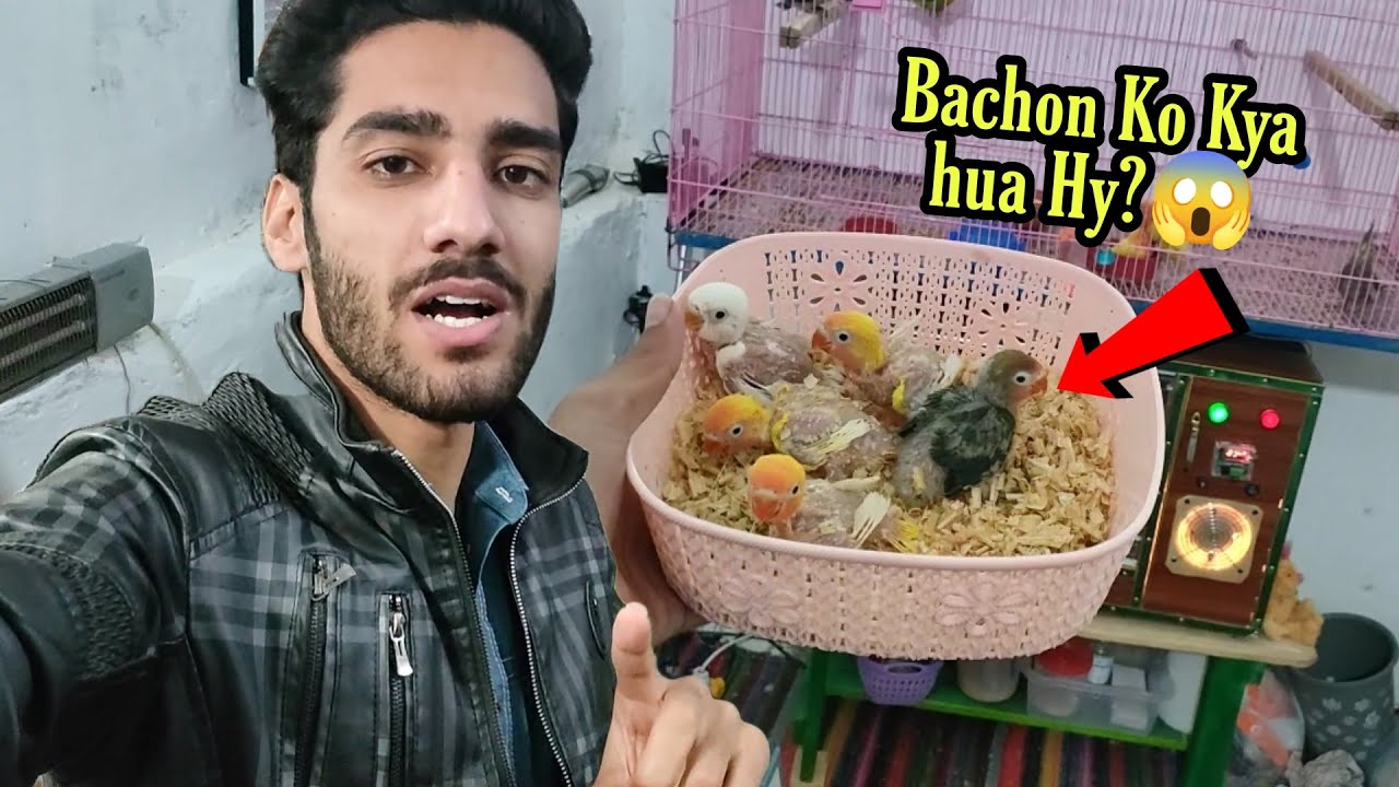 Birds Room Mein Ur Bachy Agye