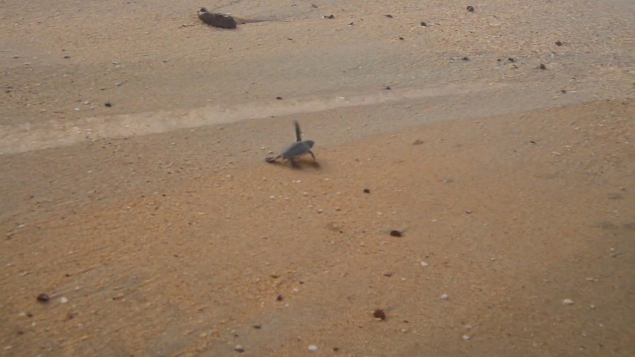 Baby turtles in Poil&atilde;o
