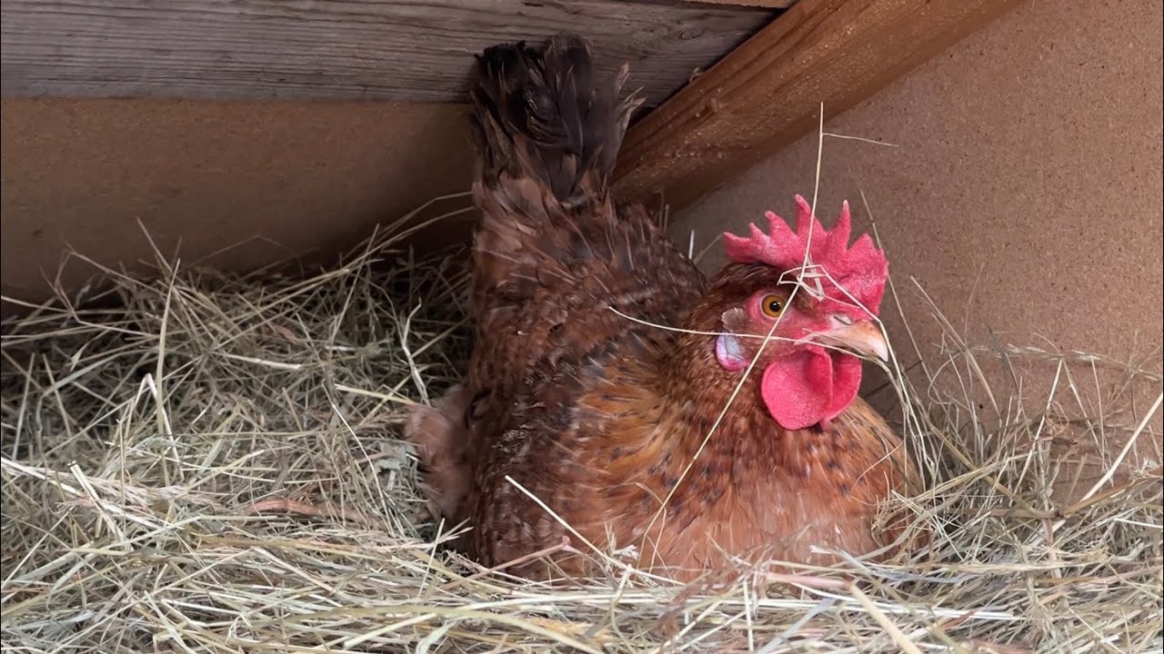 † Hens-VLOGS :1216⚰️🐔😭