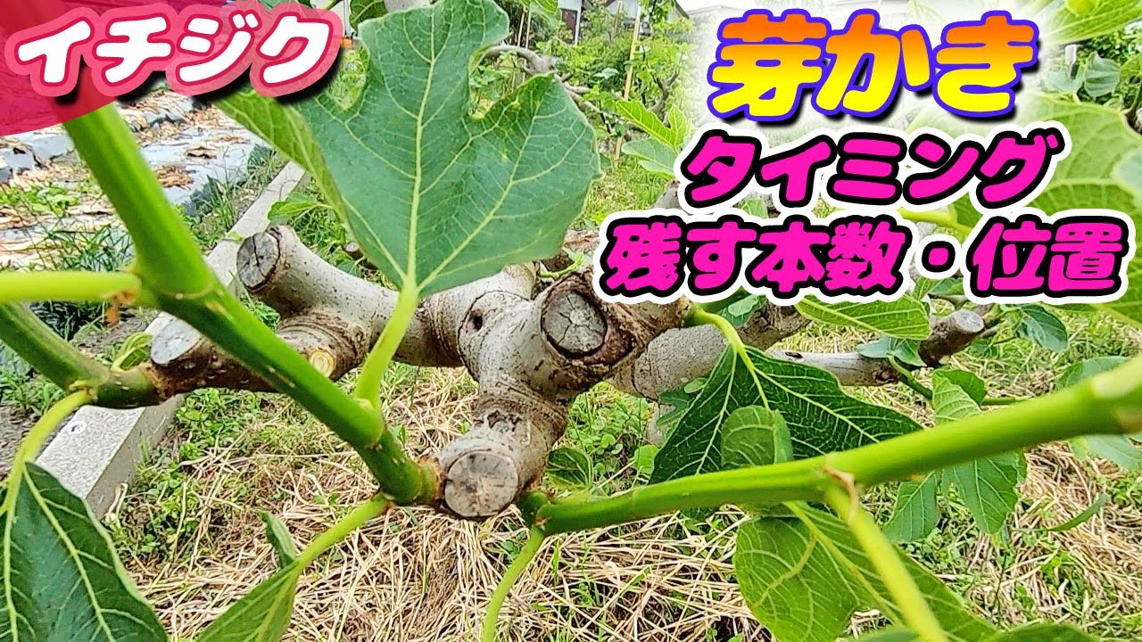 イチジクの芽かき　本数制限で樹に負担をかけずに栄養集中した美味しい実を生らす