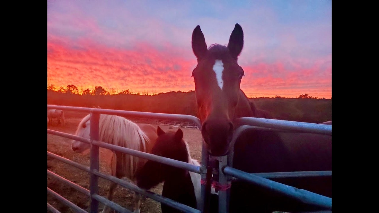 The Story of Rise Up Equestrians