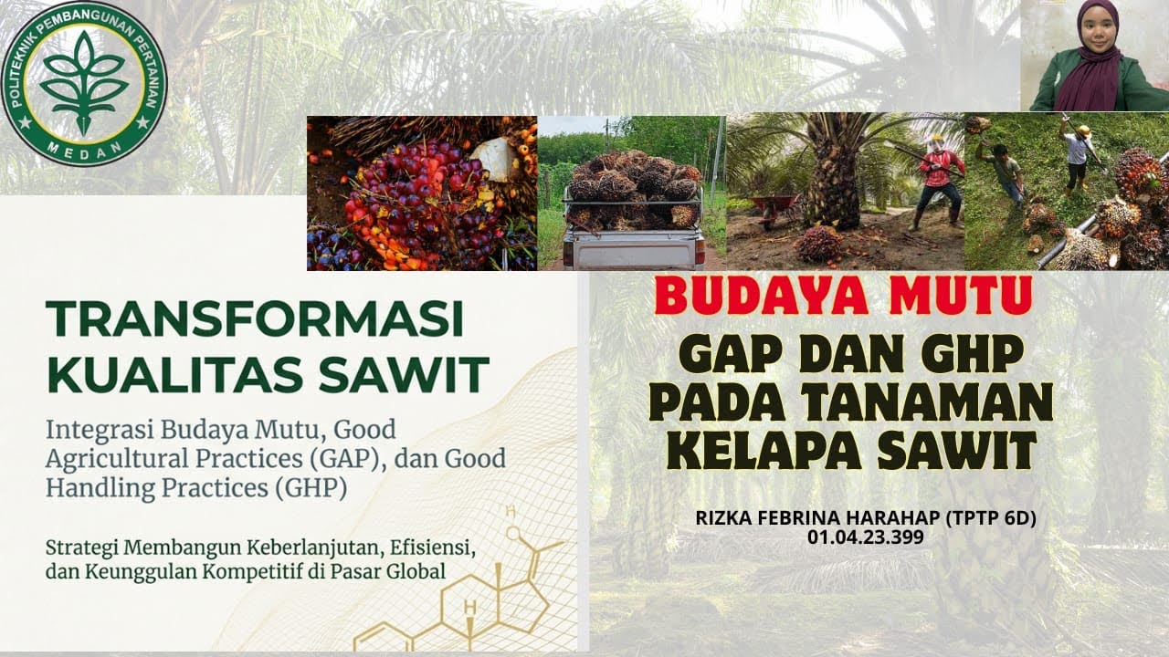 Budaya Mutu GAP & GHP pada Tanaman Perkebunan Kelapa Sawit 