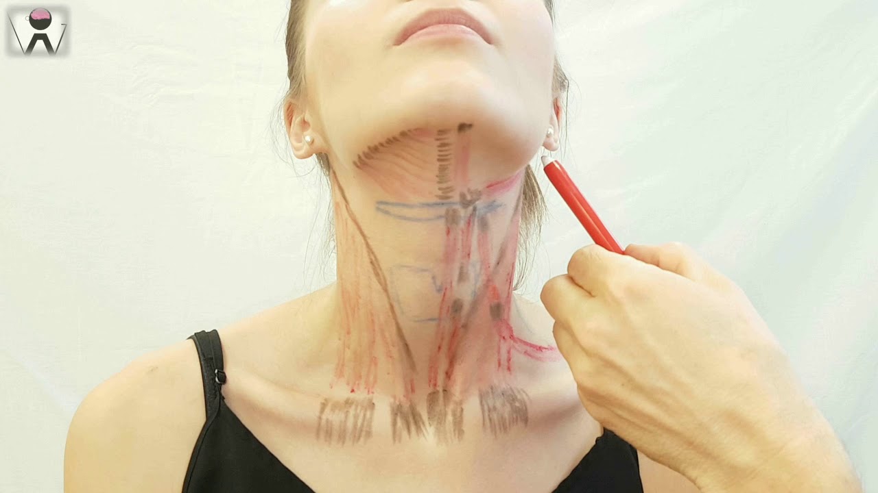 Anatomia mięśnie szyi - opis, działanie, unerwienie