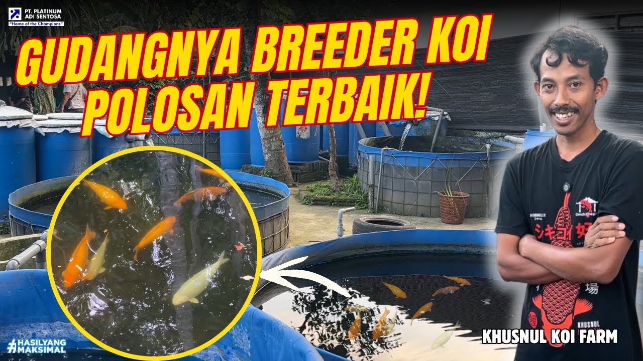 KHUSNUL KOI FARM SIAP MEMBERIKAN #HASILYANGMAKSIMAL BERSAMA JPD DI IKB 2025-2026