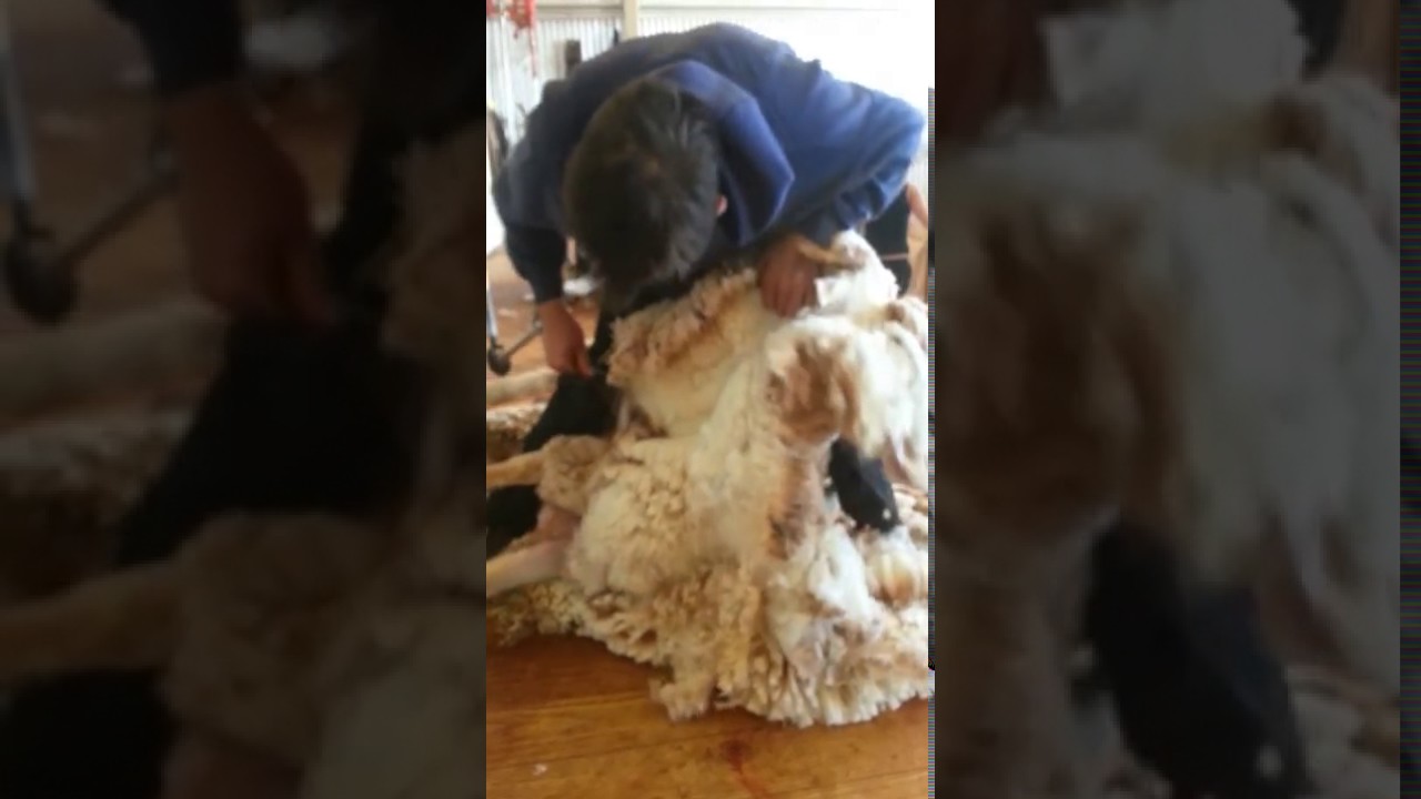 Brett Williams shearing merino weather broken hill