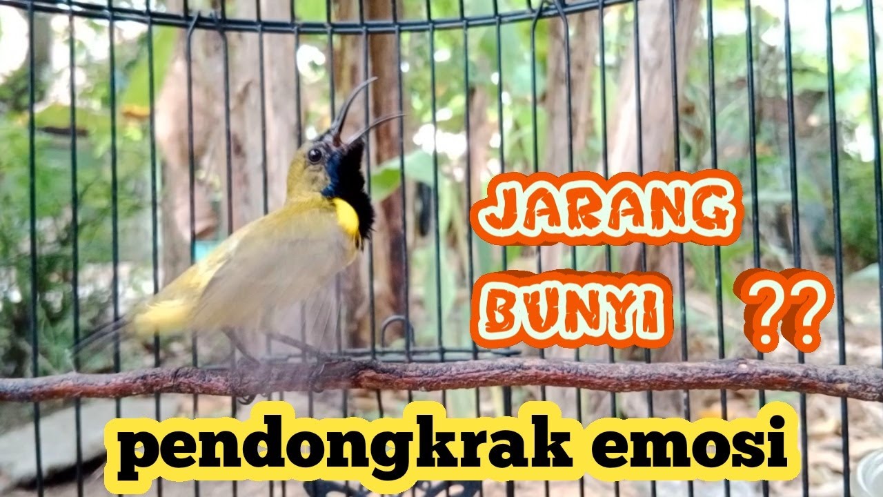 PANCINGAN SOGON AGAR IKUT GACOR PUTAR SAMPAI SELESAI  #pancingansogon #sogongacor #sogongacorngleper