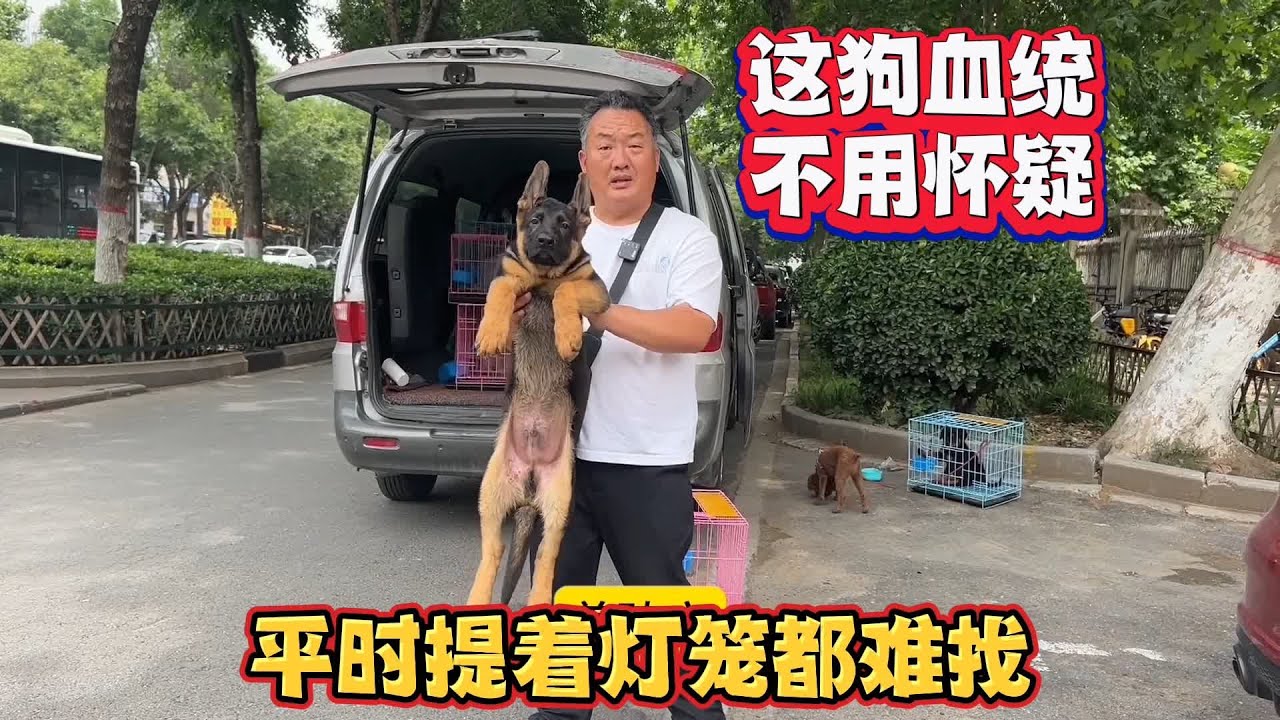 这狗血统不用怀疑，品相颜值也无可再挑剔，平时提着灯笼都难找 #宠物市场 #狗市