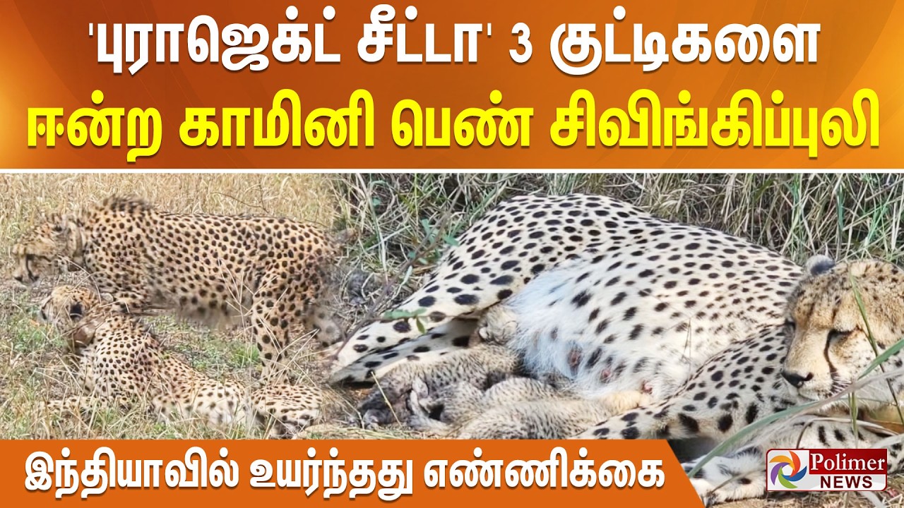 'புராஜெக்ட் சீட்டா' 3 குட்டிகளை ஈன்ற காமினி பெண் சிவிங்கிப்புலி - இந்தியாவில் உயர்ந்தது எண்ணிக்கை