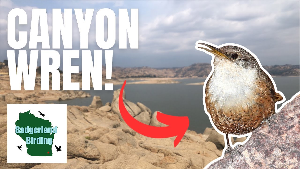 California Birding! Can We Find Clark's Grebe and Canyon Wren at Millerton Lake SRA?