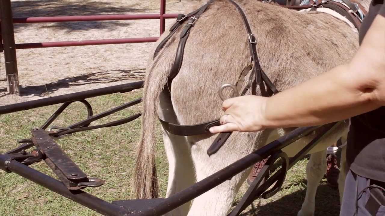 Hook Donkey to Cart