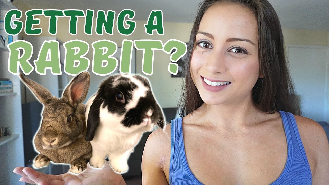 5 Things To Know BEFORE You Adopt A Rabbit | A brief beginner&rsquo;s guide