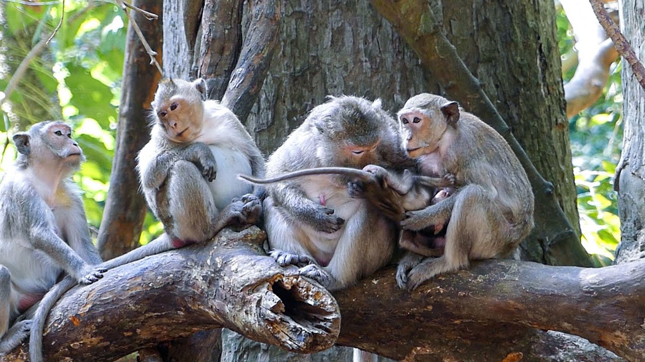 Nature in quiet time | Stillness in the wild | Gentle peaceful moments | Real wild monkey life