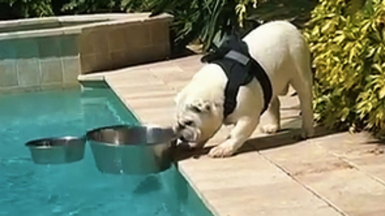 Bulldog Obsessed With Bowls Has The Most Unusual Addiction