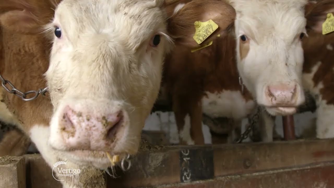 Farma KRAVA i proizvodnja MLEKA u Srpskom Mileticu - U nasem ataru 1009