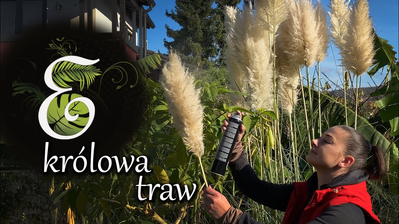 Tajemnica trawy pampasowej. Trawa pampasowa zimowanie i uprawa. Kiedy owijać trawe pampasową.
