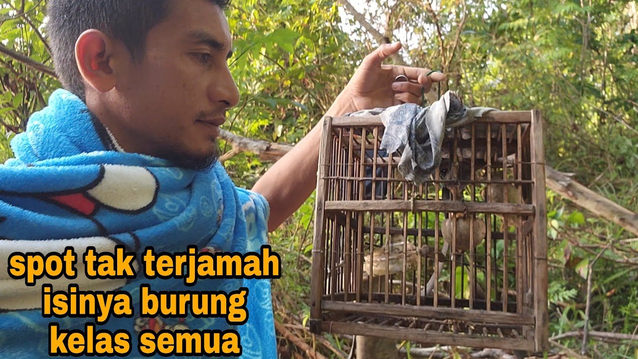BANGUN PAGI LANGSUNG DIHUJANI BURUNG MAHAL
