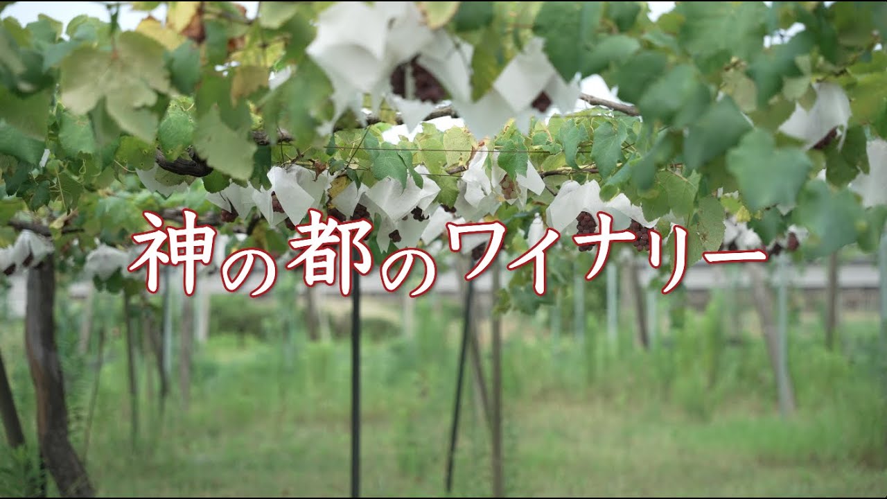 神の都のワイナリー 4K版 皇學館大学大学生テレビ局第121回