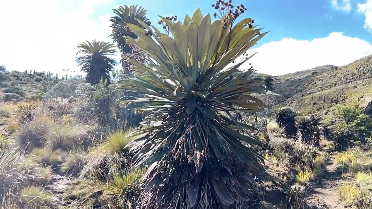 Kolumbien Tag 11 - Part 2 - Paramo