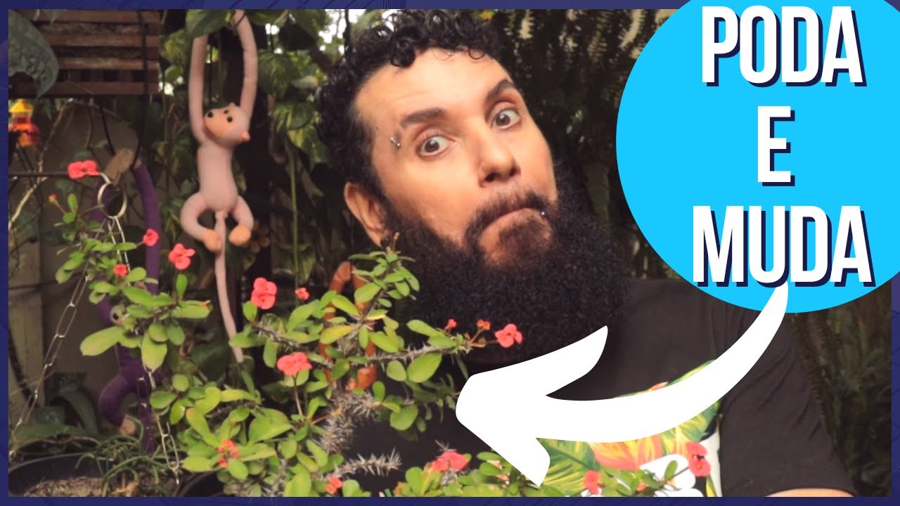 COROA DE CRISTO | Como PODAR e fazer MUDAS da Euphorbia milii, pra nos ENCHER ainda mais DE FLORES!