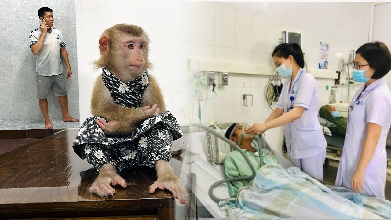 Monkey Tina was sad when she learned about her father's health condition.