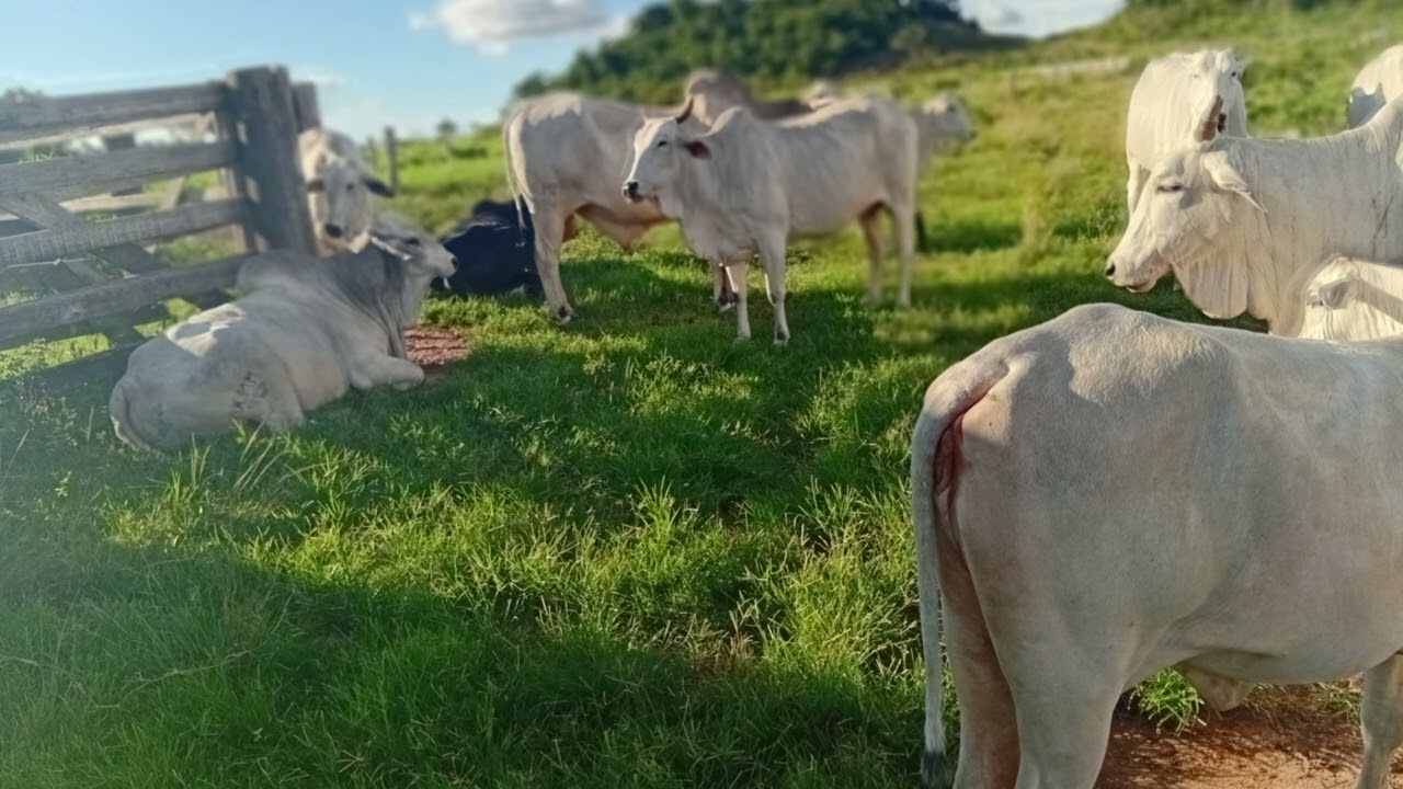 Vacas 🐄 