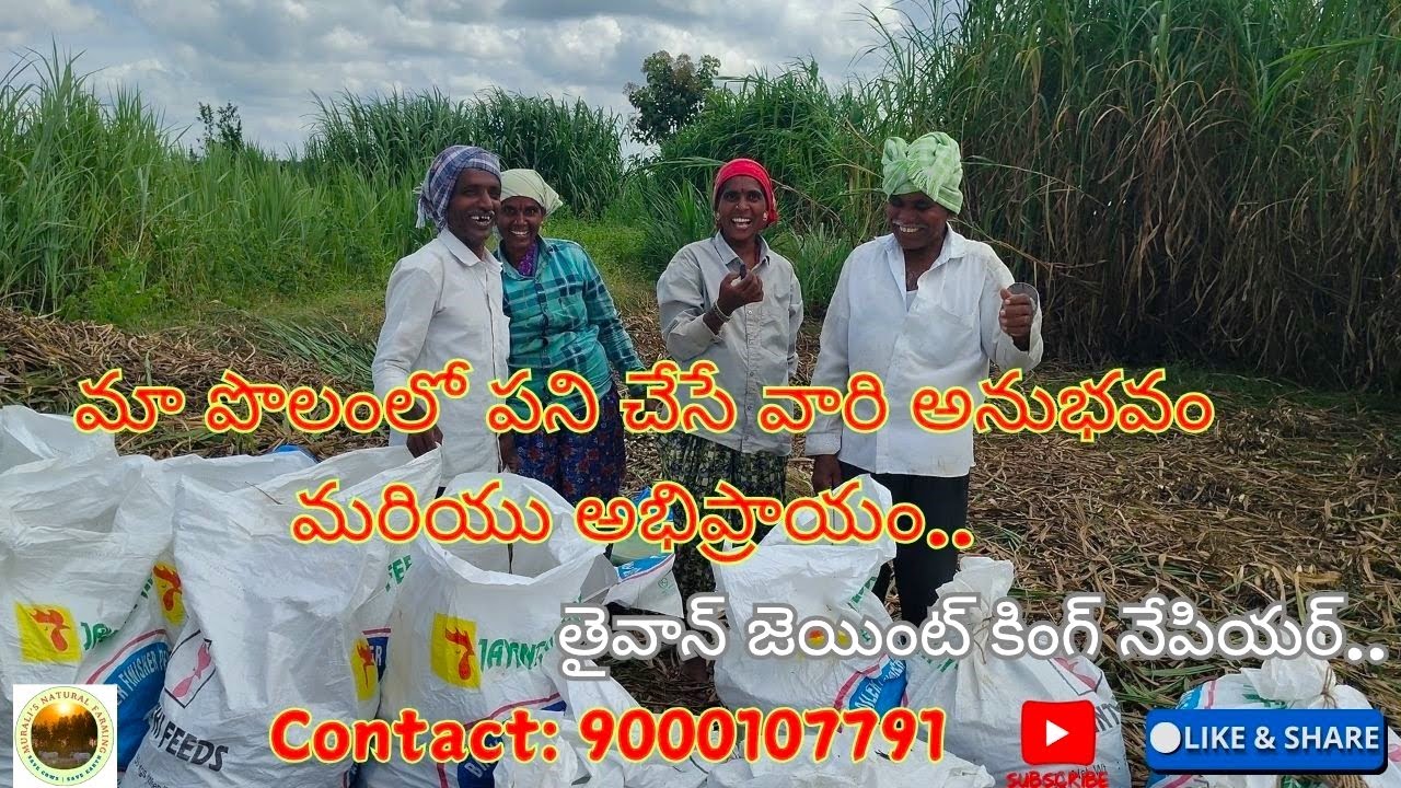 మా పొలంలో పని చేసే వారి అనుభవం మరియు అభిప్రాయం..  తైవాన్ జెయింట్ కింగ్ నేపియర్..