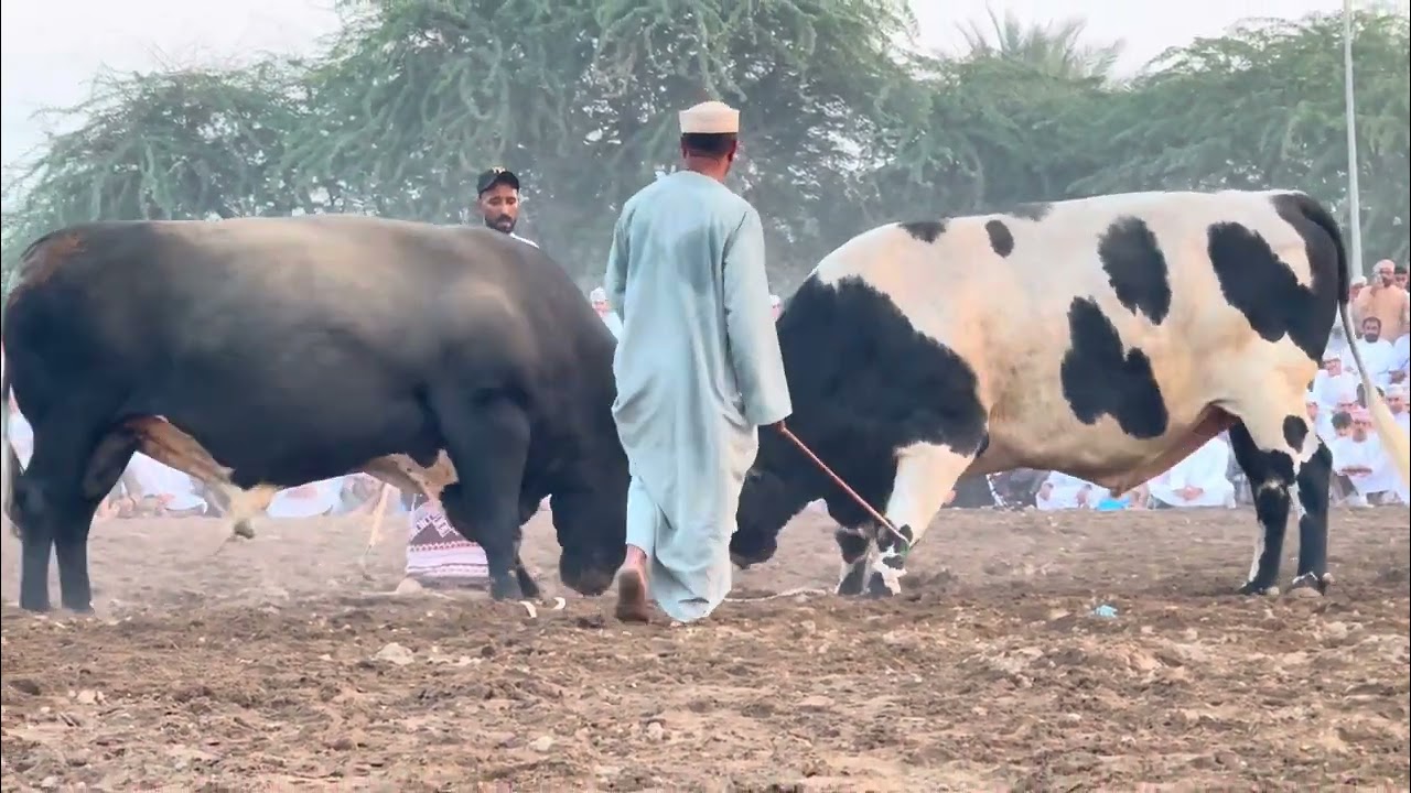 عازف الجلبوبي 🎻بهلوان بو نبهان.👏🏻