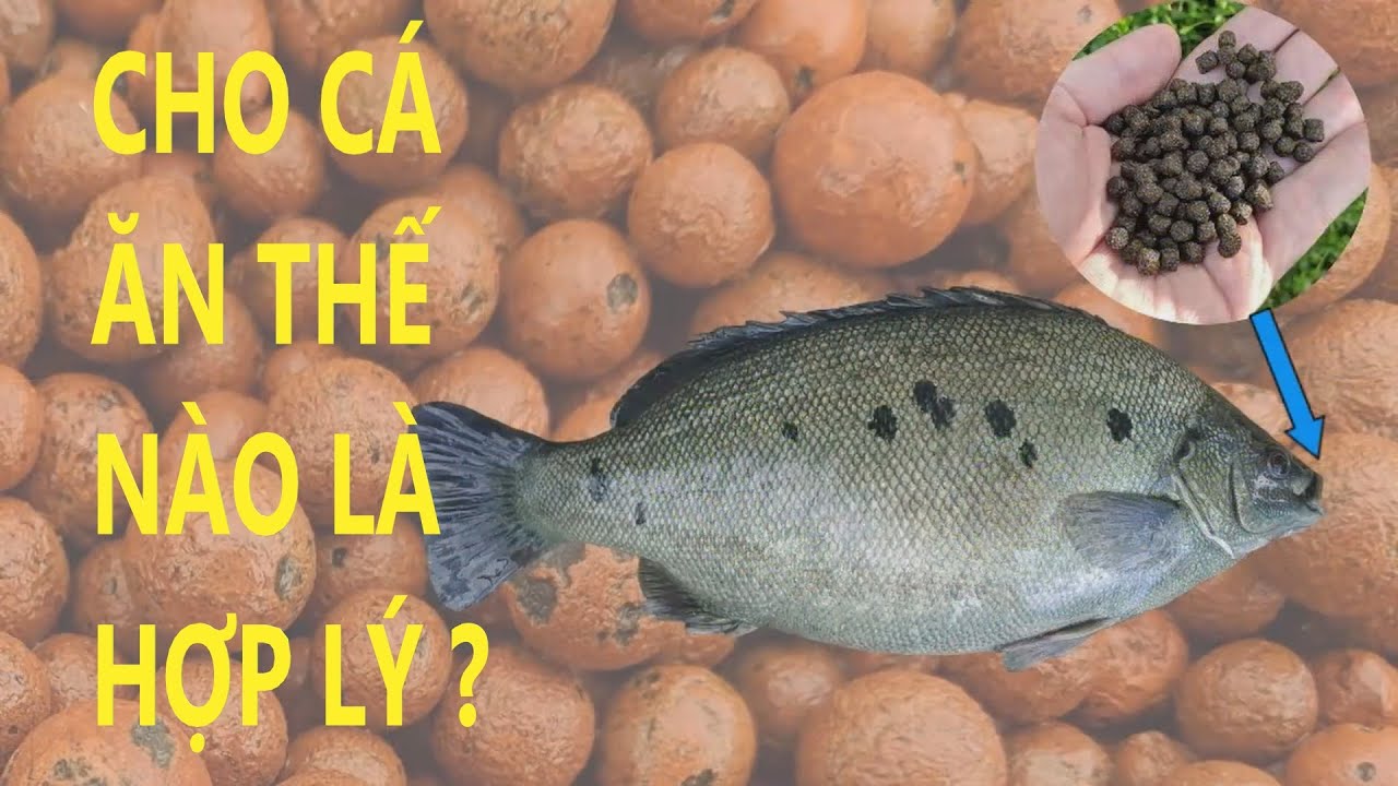 AQUAPONICS: Cho Cá Ăn Theo Tỷ Lệ Nào Là Hợp Lý ?