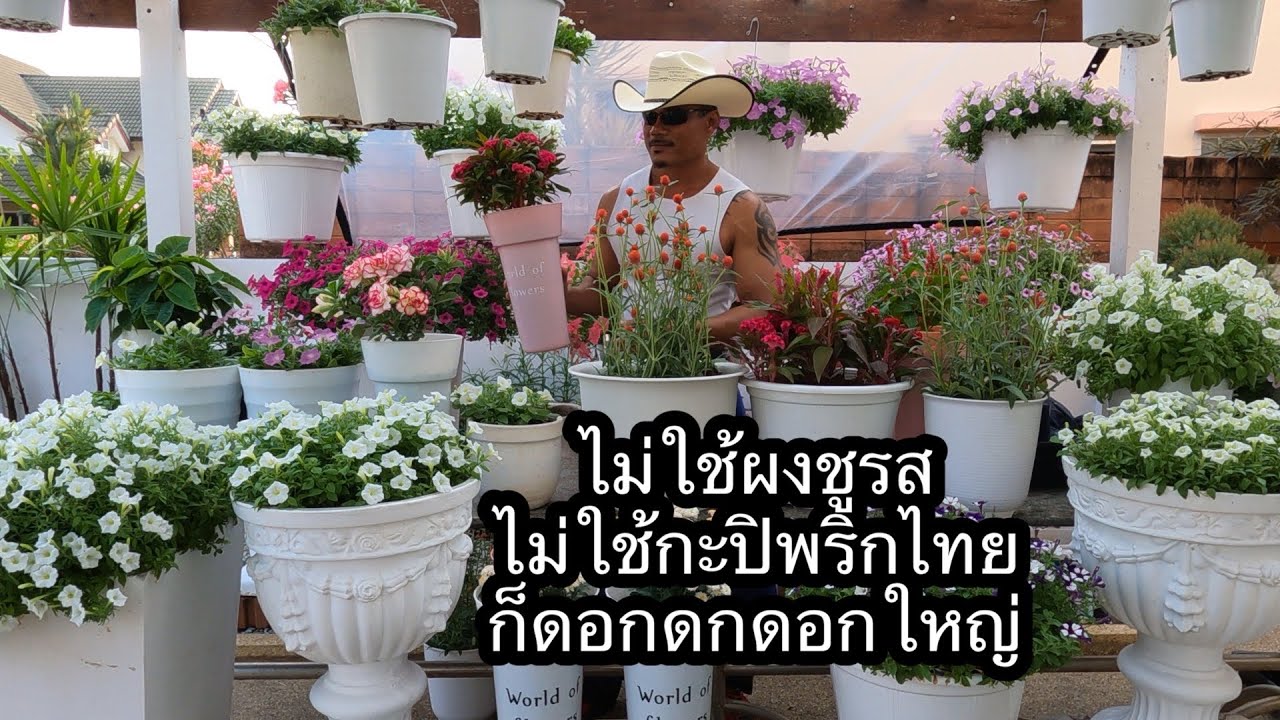 ปลูกดอกไม้สวยๆ ในกระถาง แบบง่ายๆ สไตล์@mr.flowers