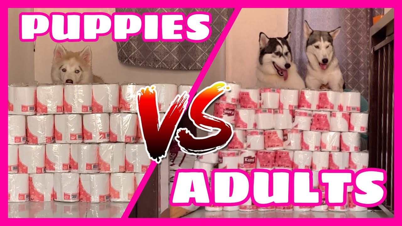 TOILET PAPER ROLL CHALLENGE ON SIBERIAN HUSKIES DURING QUARANTINE | Husky Pack TV