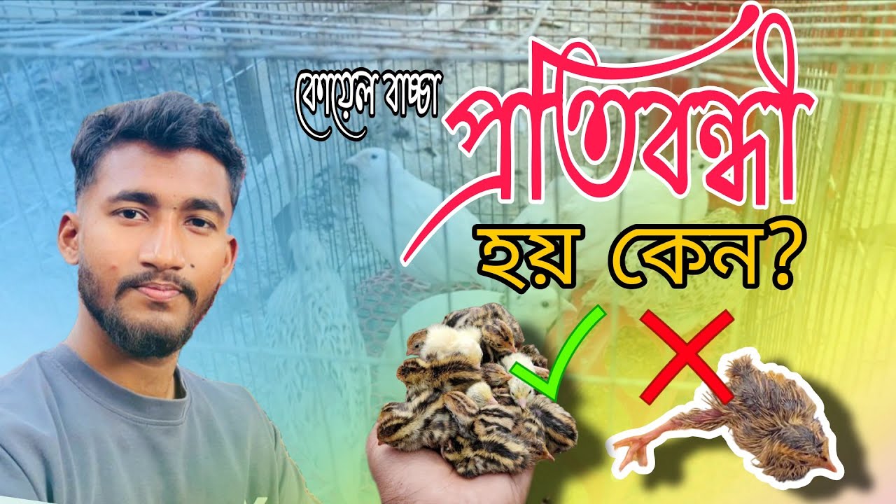 কোয়েল পাখির বাচ্চা প্রতিবন্ধী কেন হয়? | ইনকিউবেটর সঠিক সেটিং সম্পূর্ণ গাইড