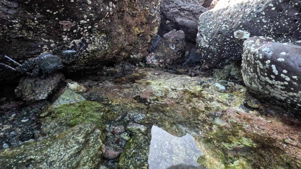 Crab & Other Life | Relaxing Music