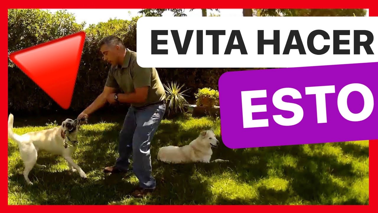 Cómo JUGAR con tu PERRO SIN INCENTIVAR la AGRESIVIDAD 👍 - JUEGA SIN QUE MUERDA ✅