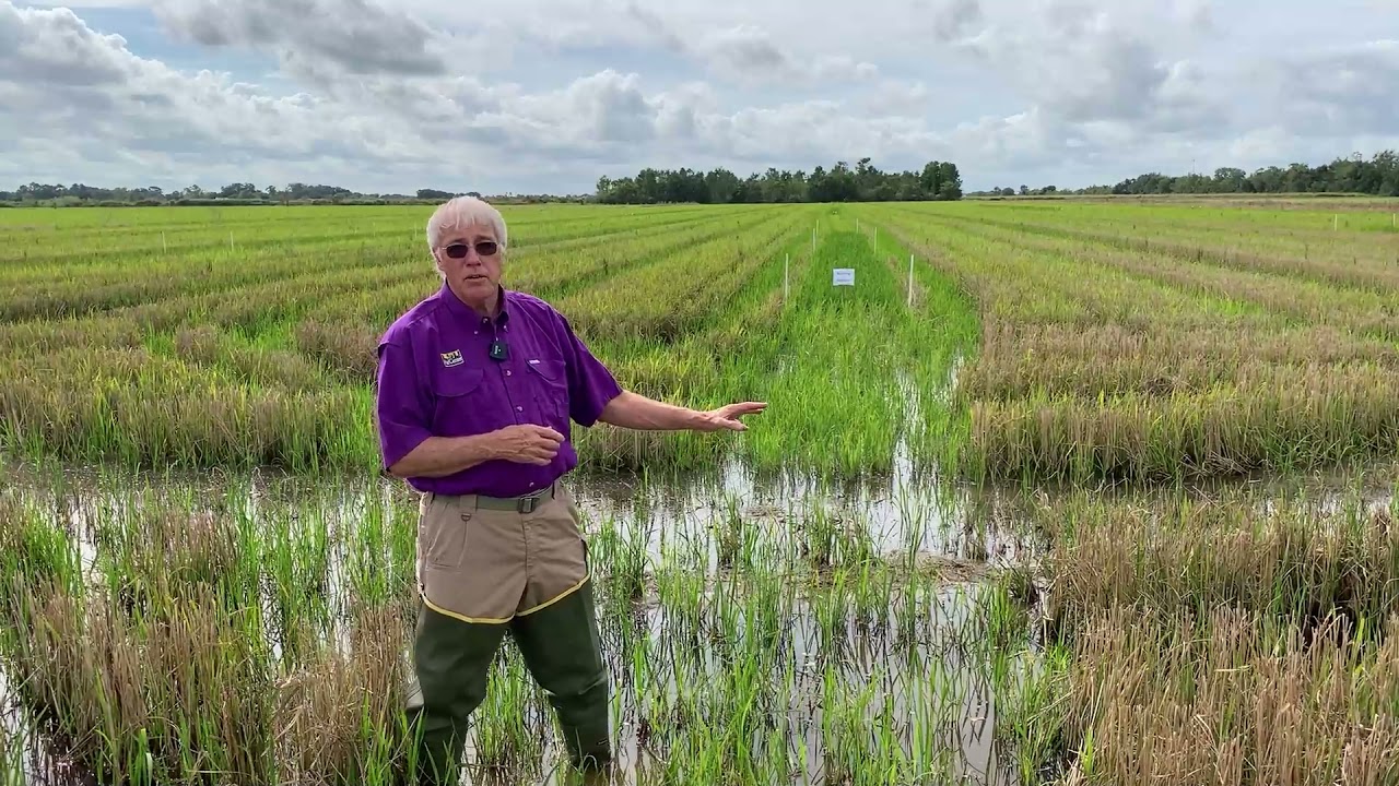 Harvesting a Second Crop of Rice in Crawfish Ponds