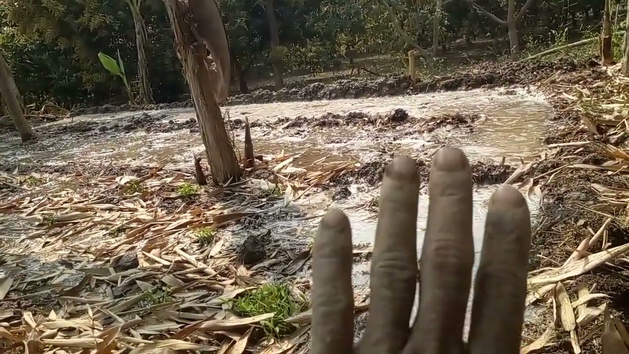 সবজি ক্ষেতে সেচের সুবিধা ও অসুবিধা।
