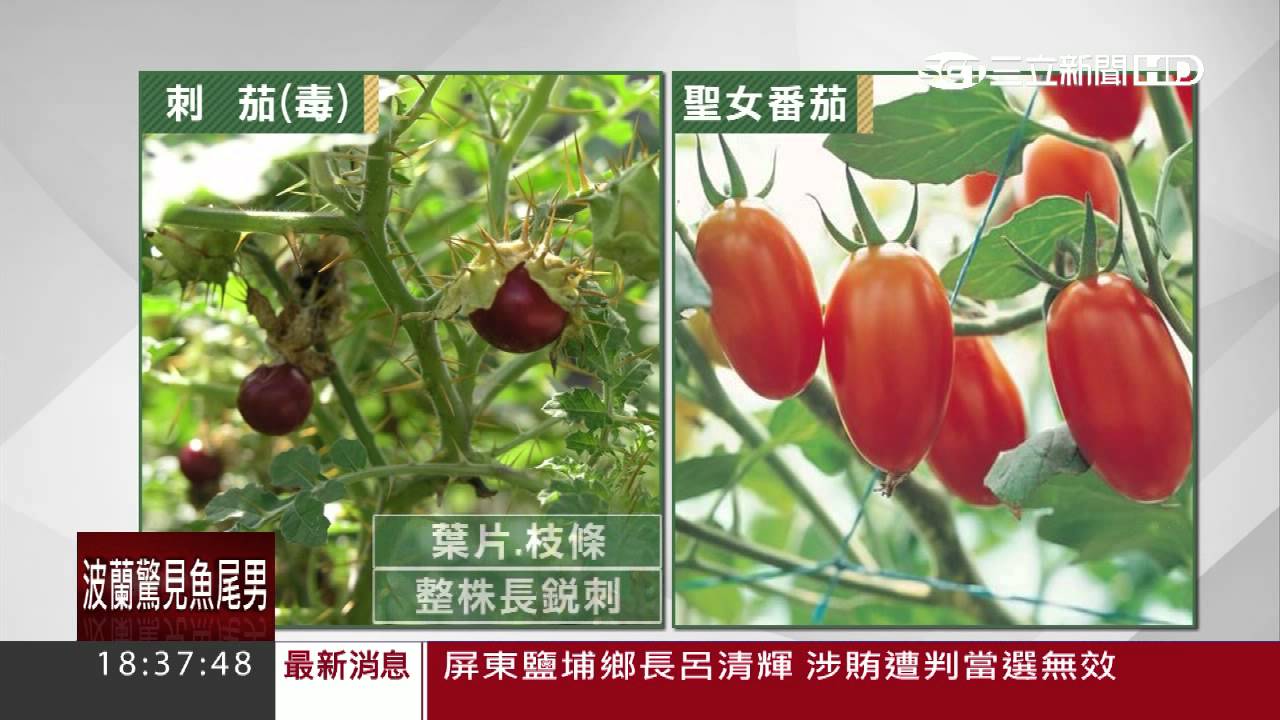 最易誤食毒植物王！「海檬果」如砒霜恐致命｜三立新聞台