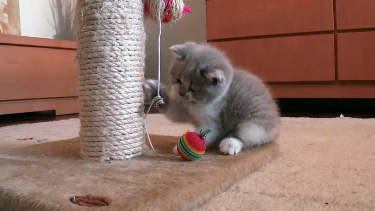 British Shorthair/Longhair kittens, 6 weeks old