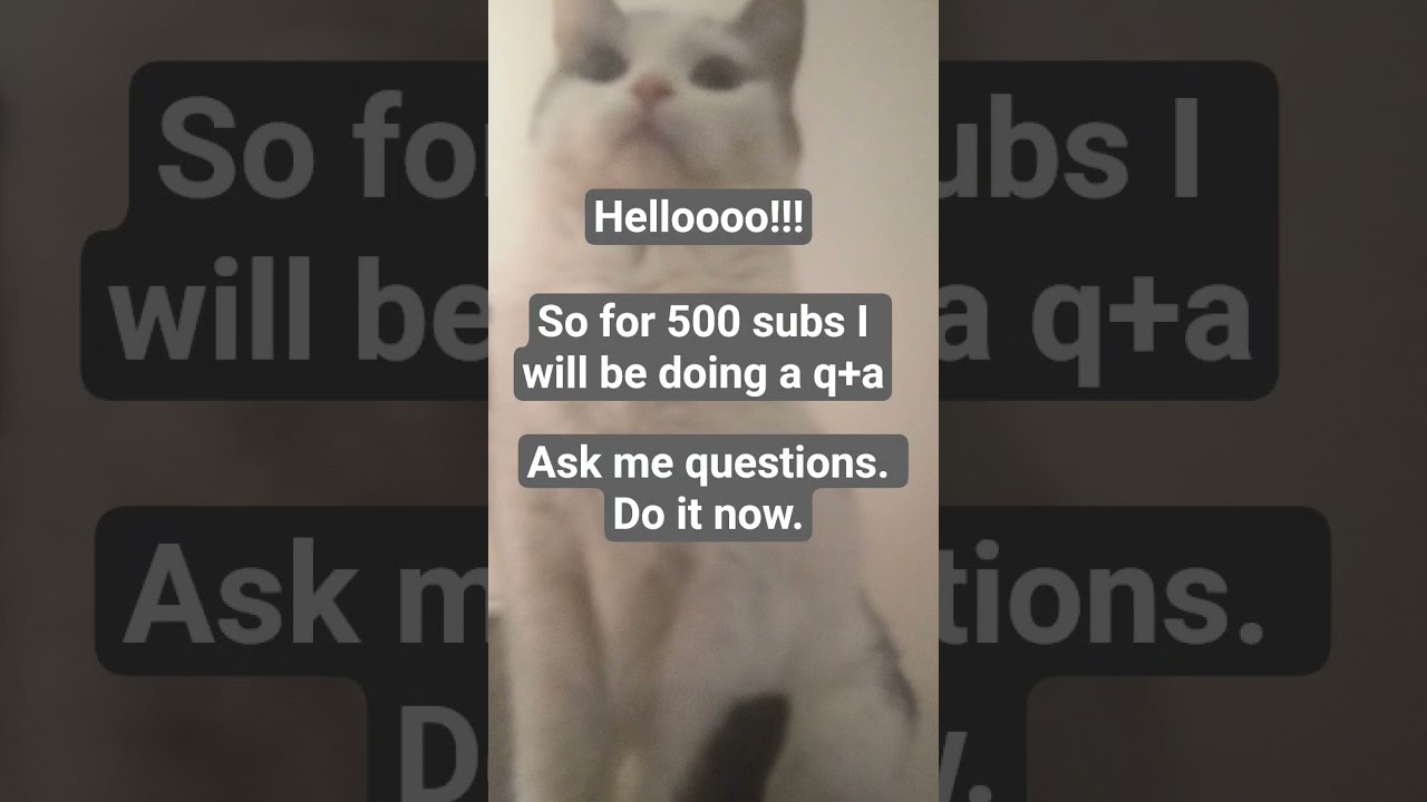 don't ask about my personal information #qanda #fypシ #cat #viral