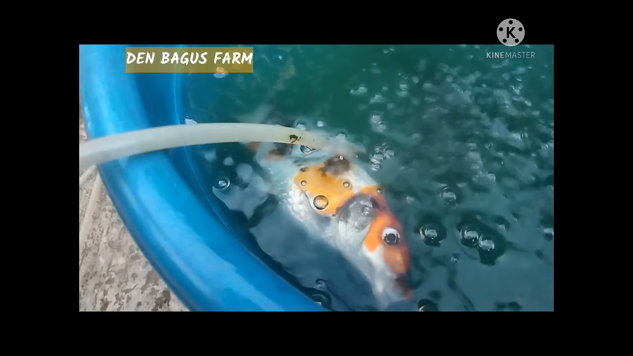 Solusi ikan koi sekarat