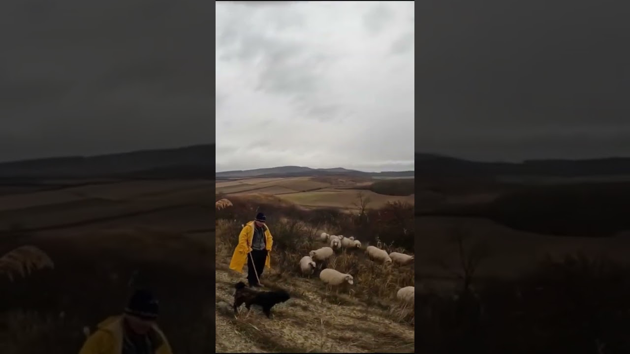 FLORIN C&Acirc;RNU DIN LECHINTA.B-N .SE OCUPĂ CU CREȘTEREA OILOR