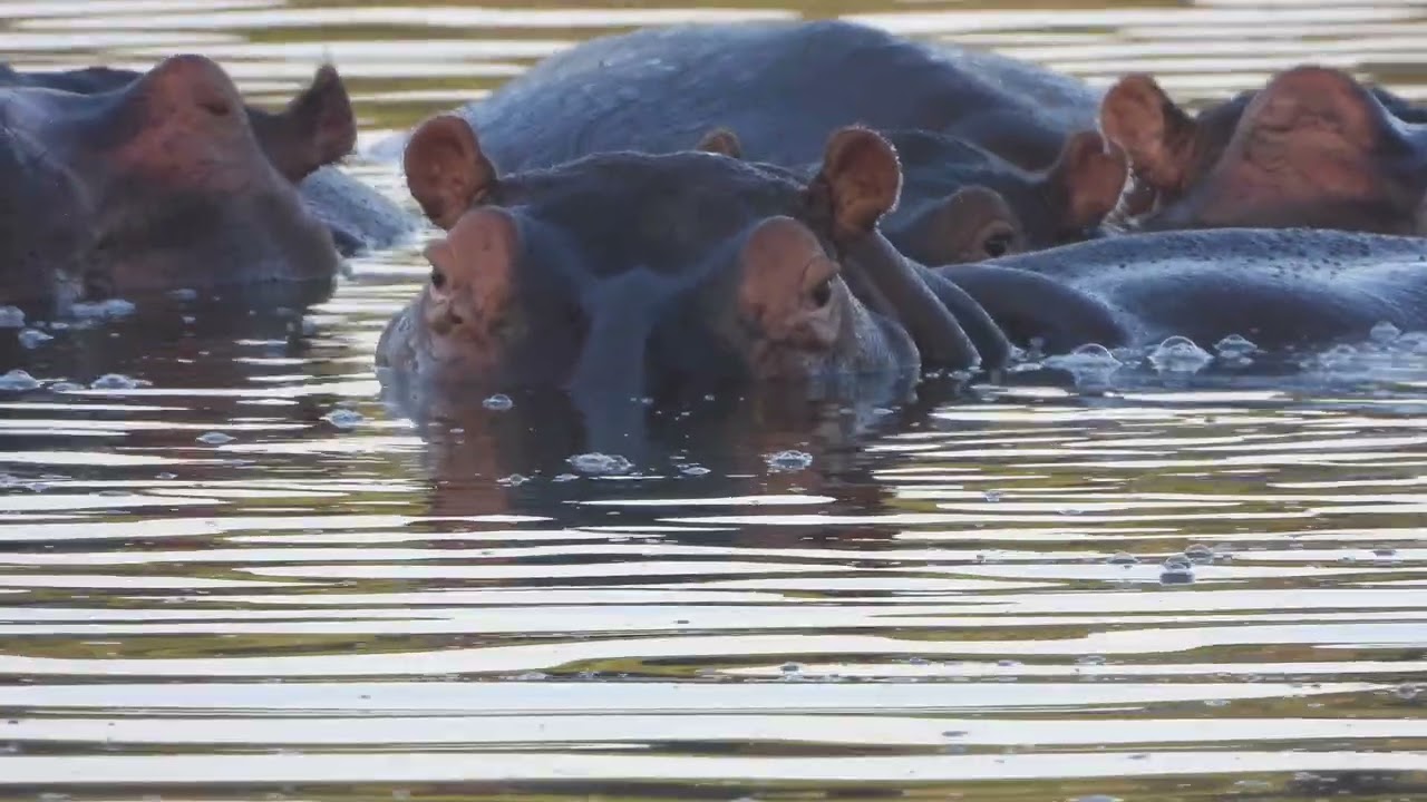 Hippos am Morgen   4K